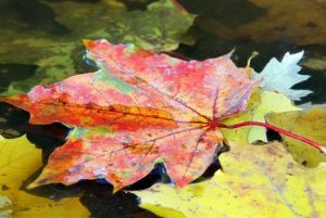 Fall Leaf on Pond
